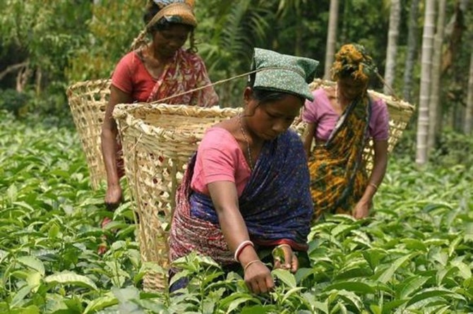 Tea garden workers pluck tea leaves at a tea garden estate in Poteya village, near Siliguri.