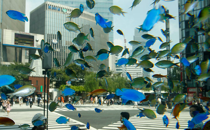 Tropical fish from the southern Japanese island of Okinawa swim in a temporary aquarium in Tokyo's Ginza shopping district.
