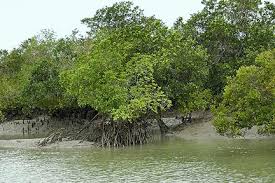 Sunderbans