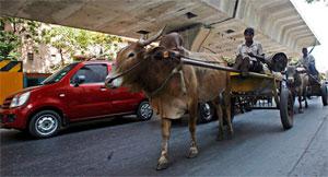 Photograph: Arko Dutta/Reuters