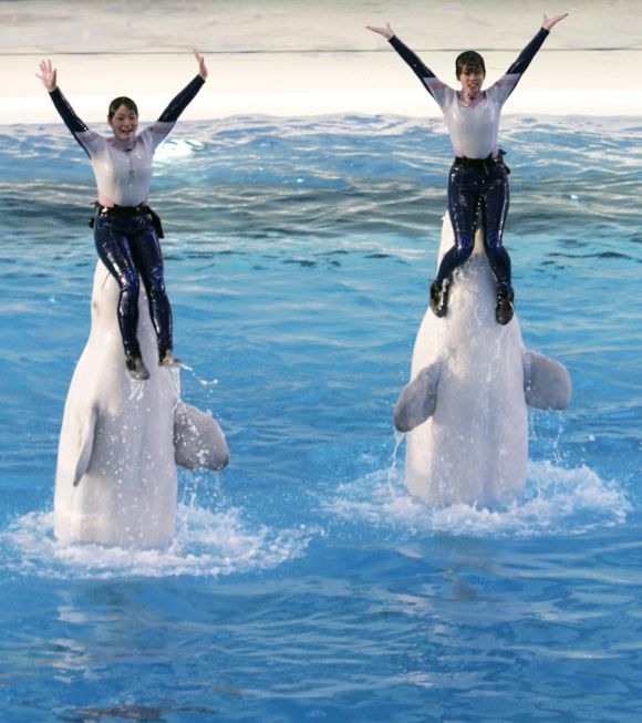 Trainers perform with whales during a show at Yokohama Hakkeijima Sea Paradise, south of Tokyo.