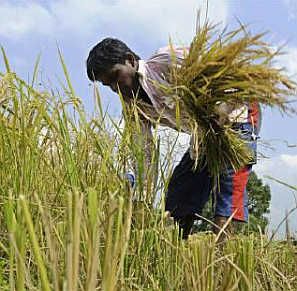 A farmer harvests paddy crop on the outskirts of Agartala. 