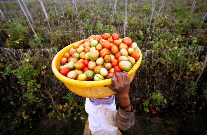 A labourer carries harvested tomatoes in a basket on her head.