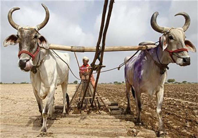 A farmer ploughs his field to sow millet seeds.