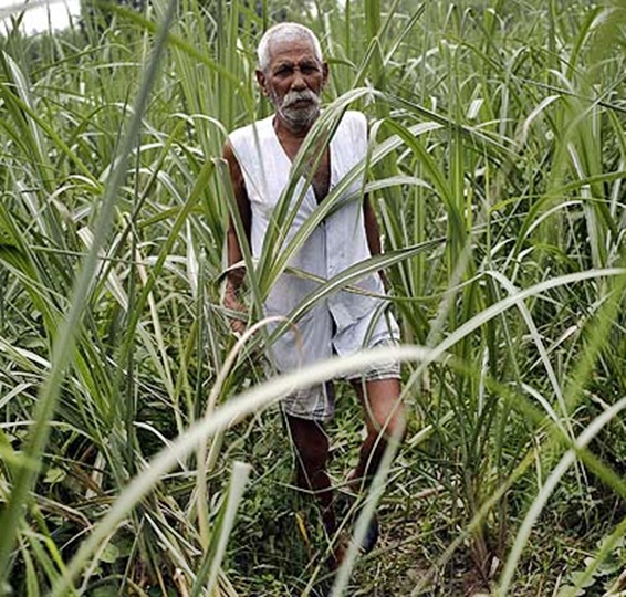 A farmer walks in his sugarcane field in Shamli in Uttar Pradesh.