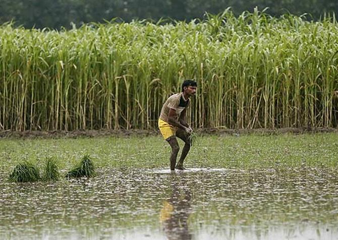 A farmer plants rice saplings next to a sugarcane crop at a field in Shamli.