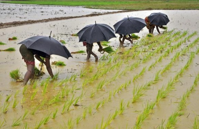 Labourers plant saplings in a paddy field on the outskirts of Bhubaneswar.