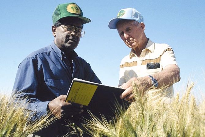 Norman Borlaug (right) with Sanjaya Rajaram, his successor as head of CIMMYT's wheat program.