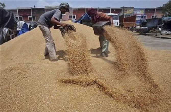 Labourers remove dust from wheat at a grain market in Chandigarh.