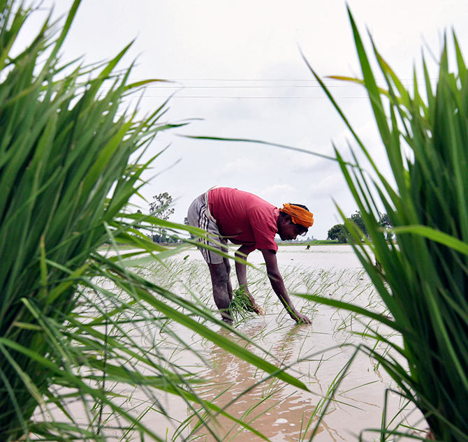 A farmer plants rice saplings in a paddy field against the backdrop of pre-monsoon clouds in Amritsar.