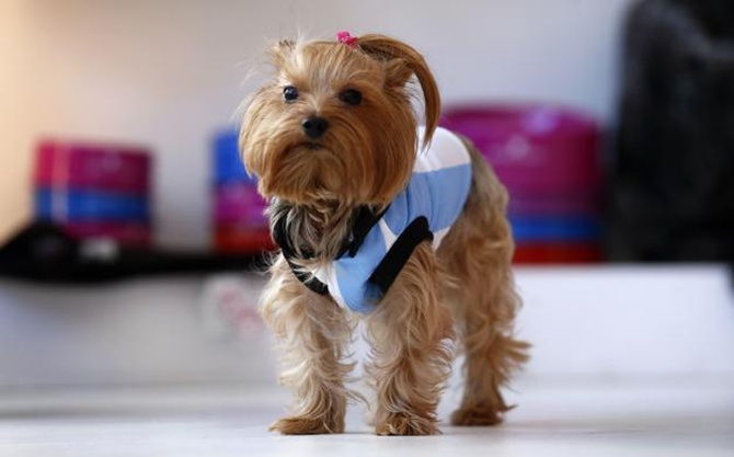 A Yorkshire terrier named Lula wears an Argentine soccer jersey at a pet clothing store in Buenos Aires