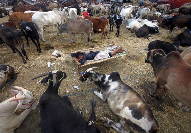 A man sleeps in early morning among his cattle at a livestock market.
