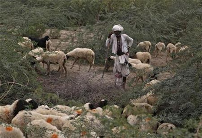 A villager migrates with his sheep at Kuraga village in Gujarat.