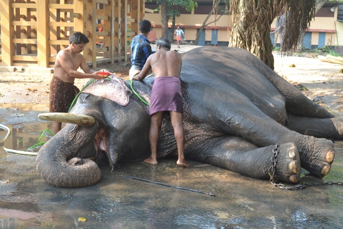 A miserable life for elephants.