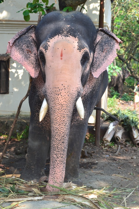Huge demand for elephants in Kerala.