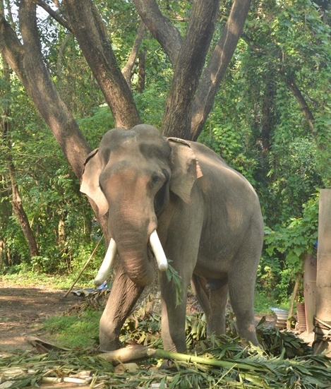 Temples are looking at reducing the number of elephants.