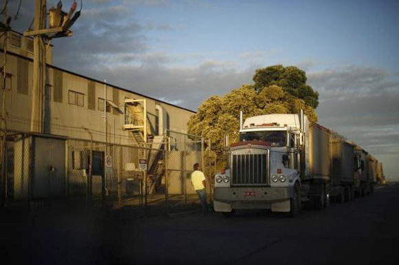 A truck driver waits to load his vehicle outside the Incitec Pivot fertilizer and explosive chemical plant in Geelong.