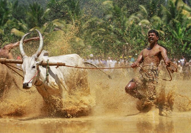 A farmer with his oxen on a paddy field at Kakkoor village in Kerala.