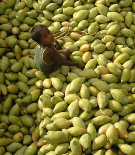 A child sits on a heap of mangos at a fruit wholesale market in Kodur village, about 650 km south of Hyderabad.