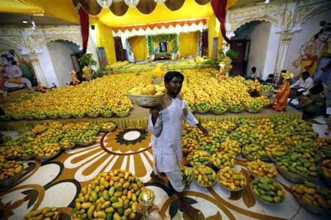 A priest carries a basket of mangoes to distribute among devotees after it was offered to Lord Krishna inside a temple during a mango festival in Ahmedabad.