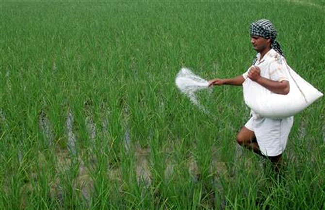 A farmer spreads fertilisers on his rice plants in Patra village in Punjab.