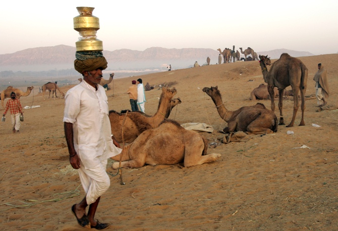 A Rajasthani milkman brings milk at the Pushkar fair, in India's desert state of Rajasthan.