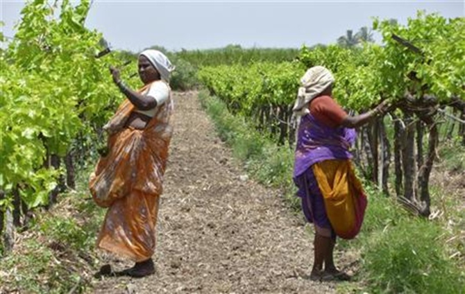 Farm labourers prune grapevines in an orchard.