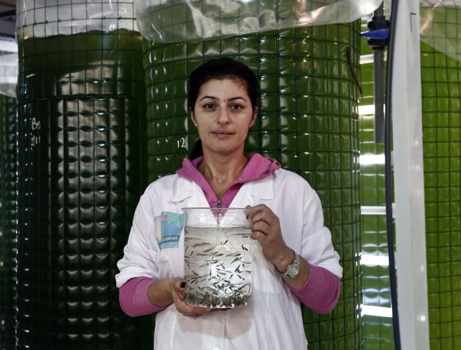 Stavroula Chasandra, 35, an ichthyologist - a scientist who studies fish - of Selonda fish farming company holds a glass container with newborn sea bass at a hatchery in Psachna village on Evia island.
