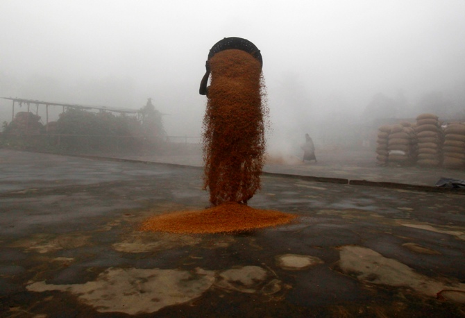 A worker spreads paddy crop for drying at a rice mill on a foggy morning on the outskirts of Agartala.