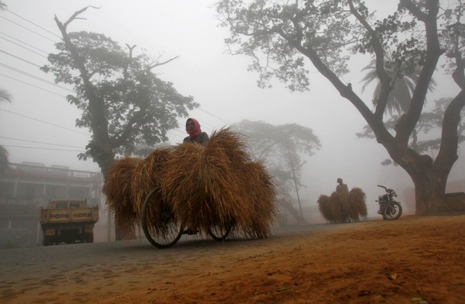 Farmers ride their bicycles carrying dry straw through a road amid dense fog on a cold winter morning.