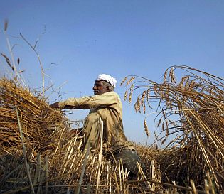 Air pollution reduced wheat crop in India by 50% - Rediff.com Business