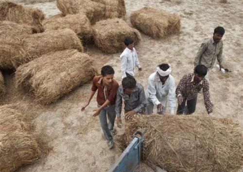 Farmers load fodder supplied by the government for their cattle at Sami village in Gujarat.