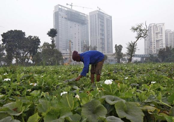 A farmer works in a bottle gourd field in Kolkata. 