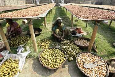 Labourers cut betel nuts at a cottage industry in Choto Shalkumar village, about 160 km (99 miles) north of Siliguri.