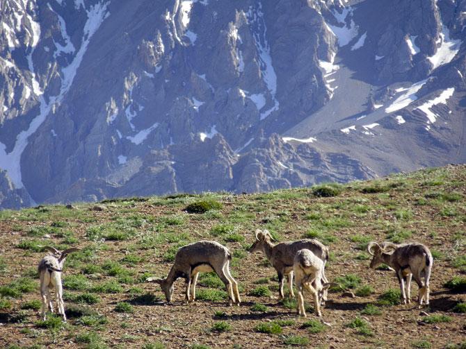 Blue sheep or bharal live in the upper reaches of the Spiti valley in Himachal Pradesh, apart from other areas of the Himalayas -- snow leopard country.