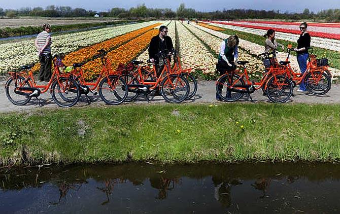 Cyclists visit a Dutch tulip field in Noordwijk. 