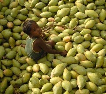 Mangoes