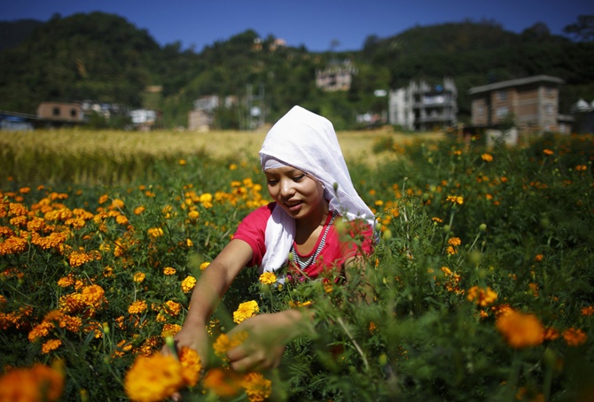 A woman picks marigold flowers in the fields before sending them to the market in Kathmandu. 