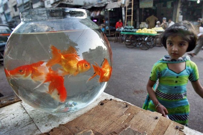 A girl looks at goldfish for sale at a sidewalk stand in Karachi. 