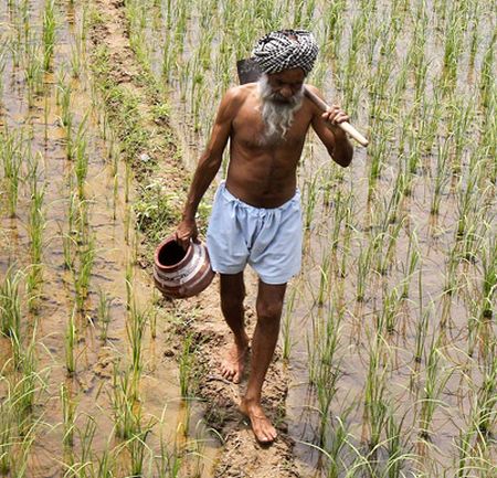 A farmer