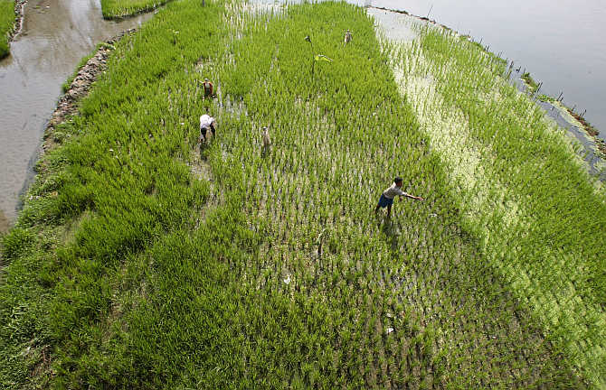 Farmers work in a paddy field on the outskirts of Siliguri.