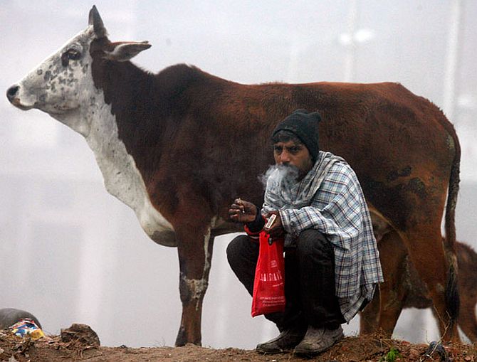 Haryana's Gauvansh Sanrakshan (cow protection) and Gausamvardhan (cow propagation) Act 'shifted the goal-post from banning cow-slaughter to propagating the cow, thereby giving an animal not just holy, but statutory status in our governance,' says Shekhar Gupta.