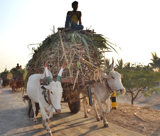 India's agriculture and economy