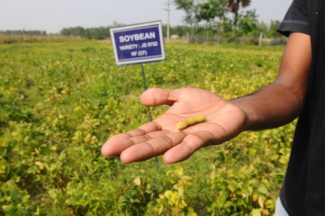 Soyabean cultivation