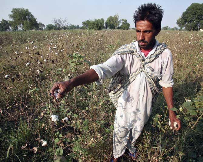 Farmer Darshan Singh plucks cotton from his damaged Bt cotton field on the outskirts of Bhatinda in Punjab.