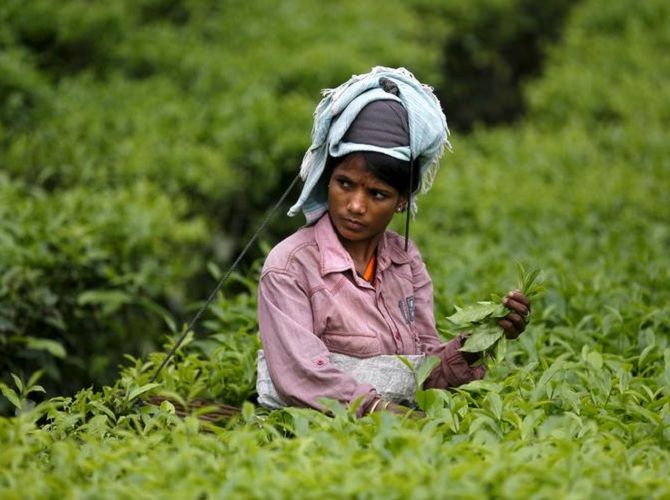 Assam tea worker
