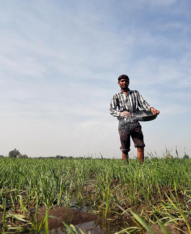 A farmer spreads fertilizer in his wheat field on the outskirts of Ahmedabad, India