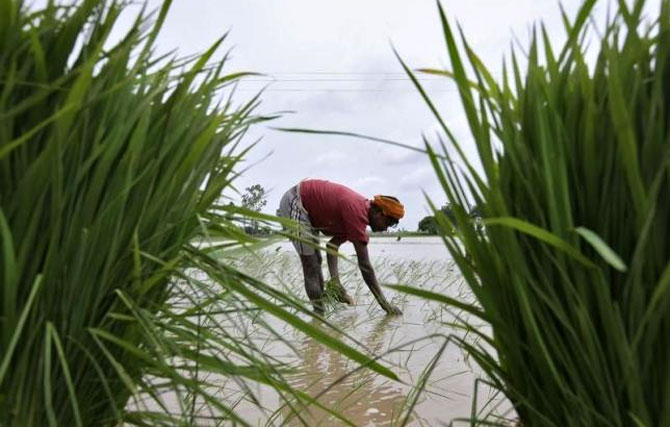 Agriculture grew 4% in FY19-20, what about this year?