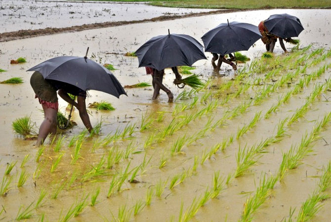 Farmers work in the fields. Photograph: Reuters