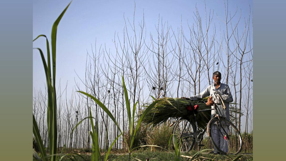 Marathwada Farmer Suicides: 3,090 Cases in 3 Years - Govt